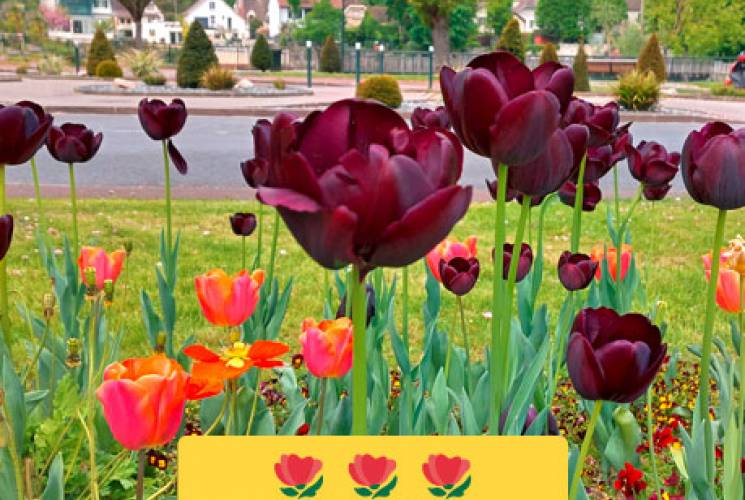 Tulipes_3fleurs