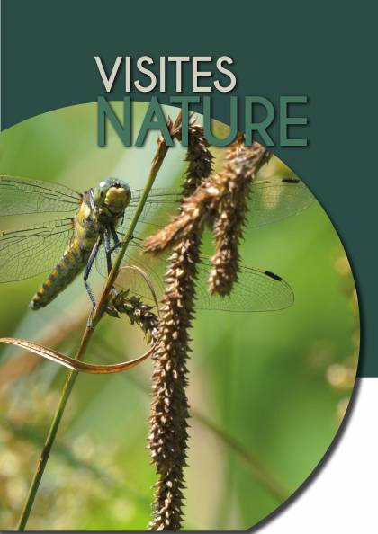 Libellules et insectes au Marais de Stors