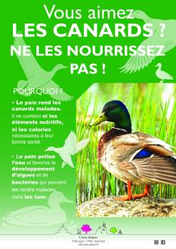 Protégeons les canards !