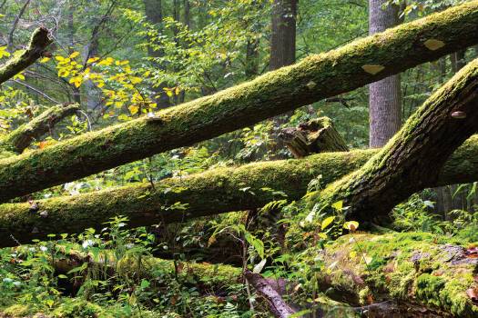 Le bois mort, précieux pour la forêt