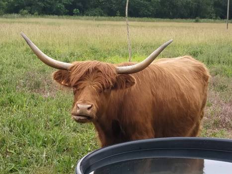 Les animaux de la zone bio