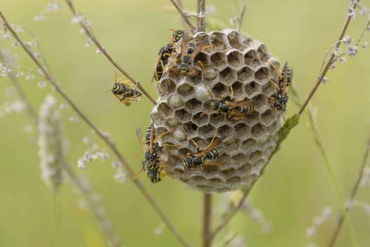 Nid de guêpe / abeille