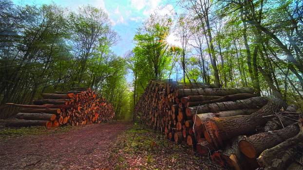 L’ONF sécurise et renouvelle la forêt de L’Isle-Adam