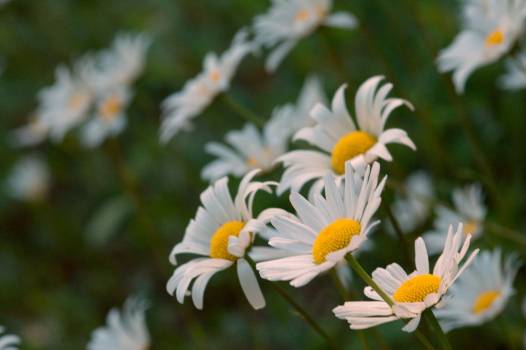 fleurs blanches