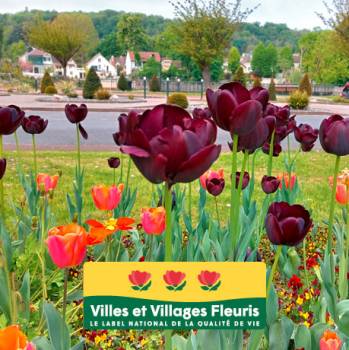 Tulipes_3fleurs