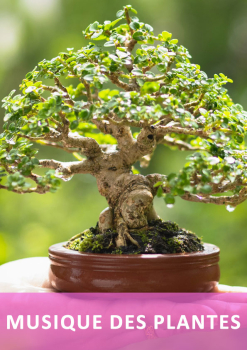 musique des plantes