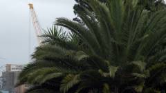 Marie Ouazzani & Nicolas Carrier, Extra tropical (arecaceae), 2020, vidéo HD, 6 min, production CAC Passerelle, © Ouazzani Carrier, © ADAGP, Paris, 2022