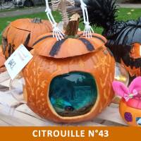 Citrouille n°43