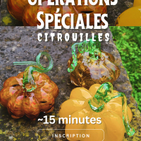 Opérations spéciales citrouilles