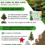 collecte sapin