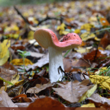 visite champignons