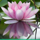 créer sa fleur de vie