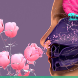 olfaction
