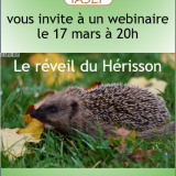 le réveil du Hérisson