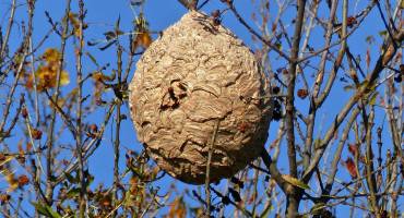 La CCVO3F participe à la destruction des nids de frelons asiatiques